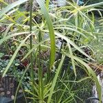 Cyperus alternifolius 葉