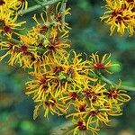 Hamamelis mollis പുഷ്പം