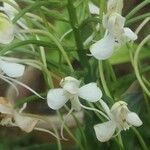 Habenaria procera Flor