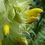 Rhinanthus pumilus Квітка