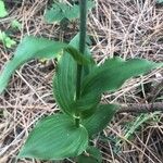 Epipactis helleborine Levél