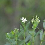 Declieuxia fruticosa Flower