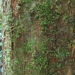 Pouteria rodriguesiana Casca