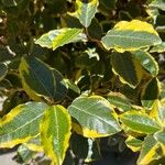 Elaeagnus pungensList