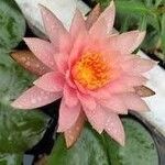 Nymphaea rubra Flower