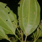 Miconia theizans Flor