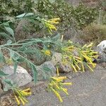 Nicotiana glaucaКвітка