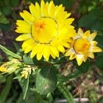 Xerochrysum bracteatum Fiore