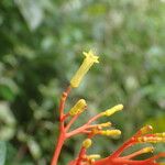 Palicourea crocea Blomst