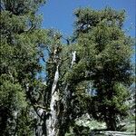 Pinus albicaulis Hàbitat
