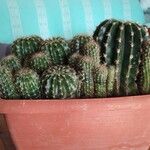 Echinopsis eyriesiiFolha