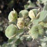 Abutilon pannosum Meyve