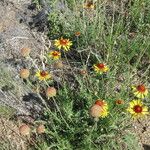 Gaillardia pinnatifida Tervik taim