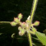 Miconia crenata Fruit