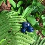 Clintonia borealis Fruit