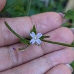 Epilobium parviflorumFloare