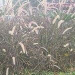 Pennisetum setaceum 果