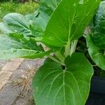 Brassica juncea पत्ता