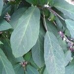 Clerodendrum quadriloculare Hoja