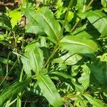 Penstemon digitalis Blad