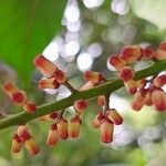 Guarea macrophylla Цвят