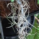 Tillandsia usneoides Fuelha