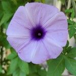 Ipomoea cairica പുഷ്പം