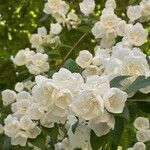 Philadelphus hirsutus Blüte