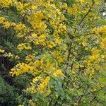 Laburnum anagyroides Συνήθη χαρακτηριστικά