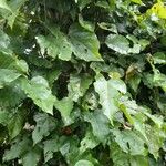 Croton niveus Φύλλο