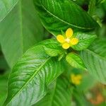 Ludwigia erectaŽiedas