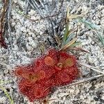 Drosera brevifolia Кветка