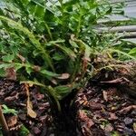 Blechnum tabulare Buveinė