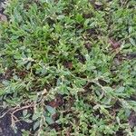 Polygonum arenastrum عادت داشتن