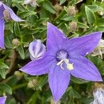 Campanula waldsteiniana 花