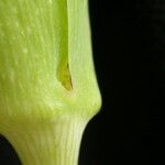 Arisaema tortuosum Агульны выгляд