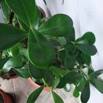 Clusia fluminensis Leaf