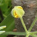 Hypoxis hirsuta Fiore