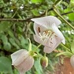 Dombeya burgessiae Цвят