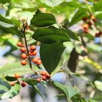 Ilex opaca Фрукт