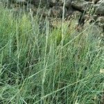 Elymus pungens Habit