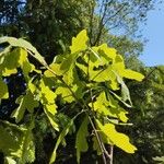 Quercus robur Vekstform