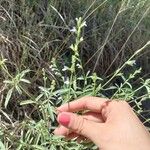 Salvia reflexa Bloem