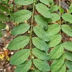 Robinia viscosa Blad