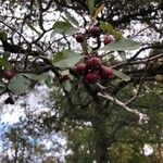 Crataegus crus-galli Plod