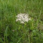 Selinum carvifolium Flower