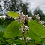 Apocynum androsaemifolium Flor