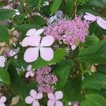 Hydrangea aspera Flower