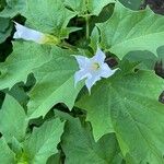 Datura stramoniumᱵᱟᱦᱟ