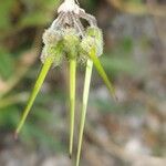 Erodium laciniatum Frutto